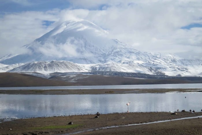 From Putre: Lauca National Park Guided Tour with Lunch