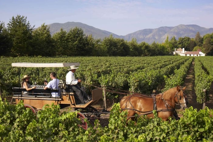 Desde Santiago: Tour Privado de Vinos del Valle de Colchagua con Degustación