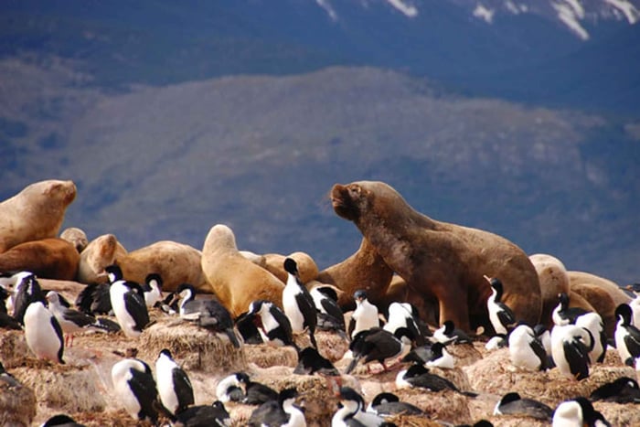 Z Ushuaia: Wycieczka katamaranem w poszukiwaniu pingwinów