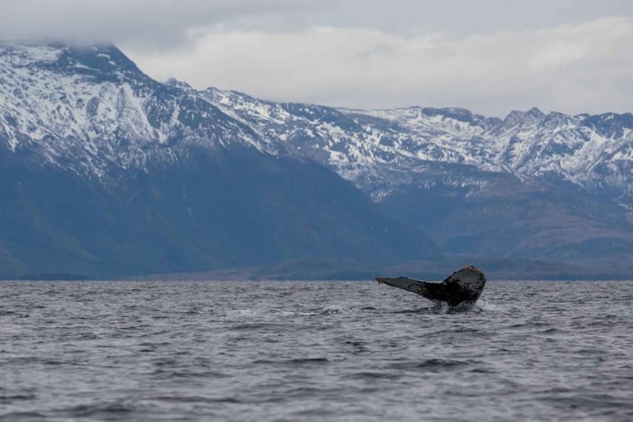 Patagonia Adventure: Whales & Glaciers from Punta Arenas