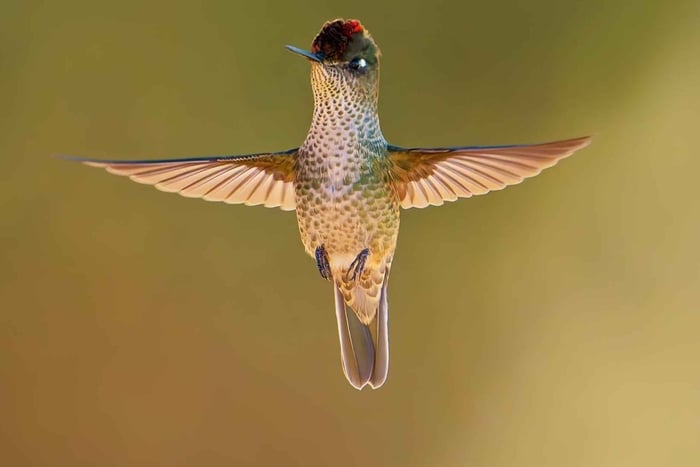 Observation des oiseaux dans les Pré-Andes : sentiers calmes