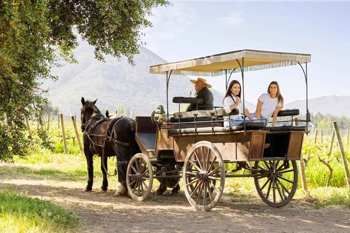 Tour privado de vinos por el valle de Colchagua