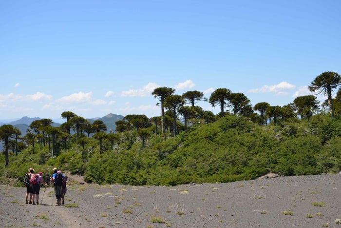 Pucon: Full-Day Villarrica National Park Hike