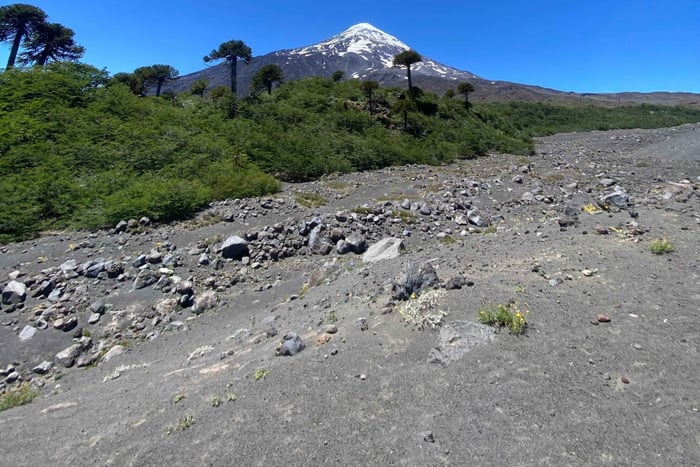 Pucón: Hike through ancient forest, lakes and volcanos