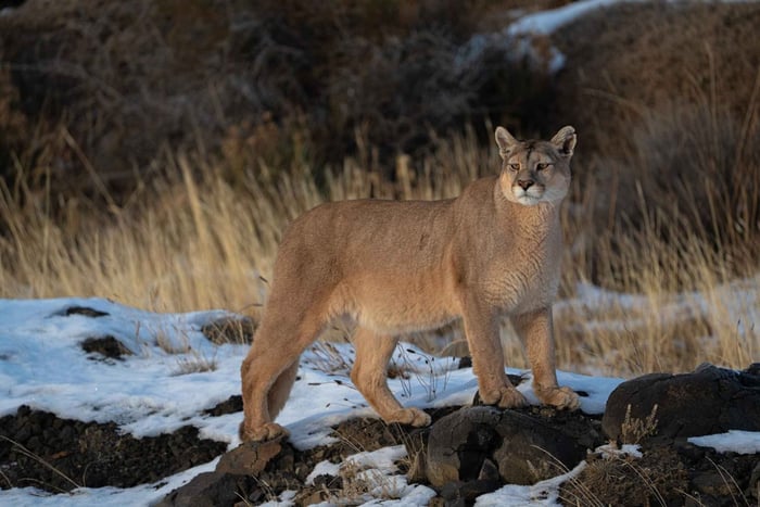 Puma Safari - Torres del Paine