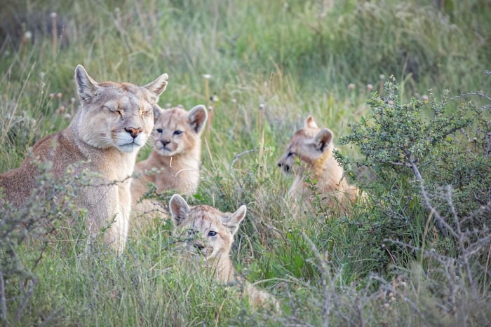 Pistage des pumas (observation des pumas) - Torres del Paine