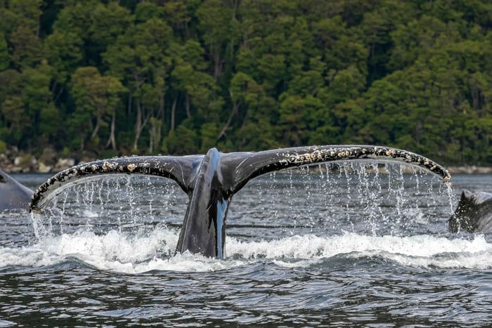 Punta Arenas: Full-Day Whales, Penguins, and Glaciers Tour
