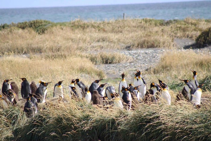 Punta Arenas: King Penguin & Tierra del Fuego Tour