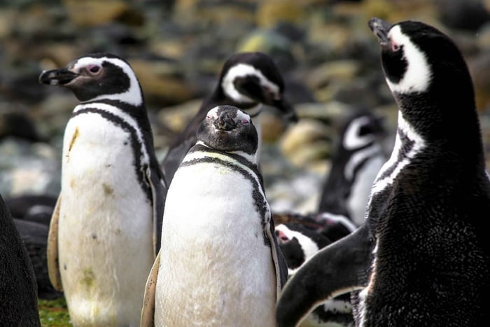 Punta Arenas : Navigation sur l'île de Magdalena et promenade à la rencontre des pingouins