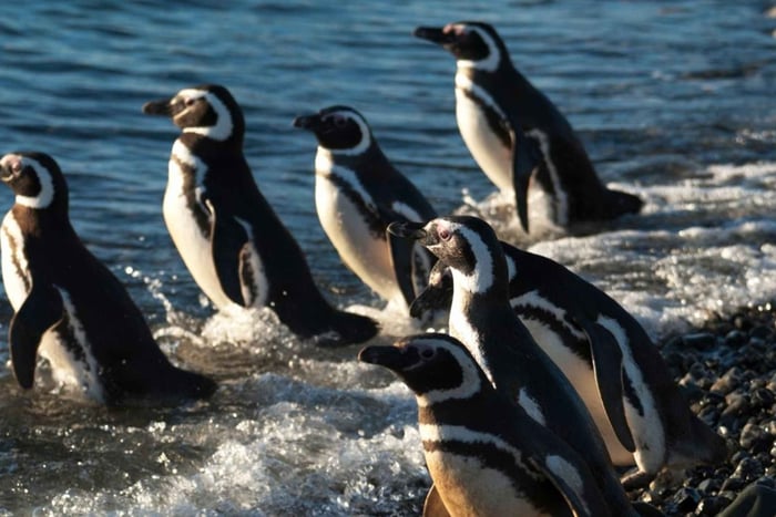Punta Arenas: magdalena islands boat tour october to march