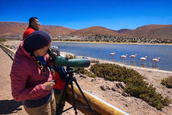 San Pedro de Atacama Birdwatching: Avistamiento Aves Fauna Andina