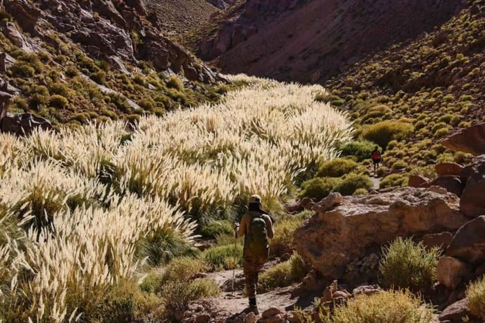 San Pedro de Atacama : randonnée dans le canyon de Puritama et sources chaudes