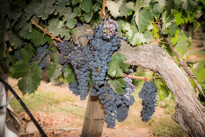 Santa Rita: Tour + Premium Wine Tasting + Private Transport