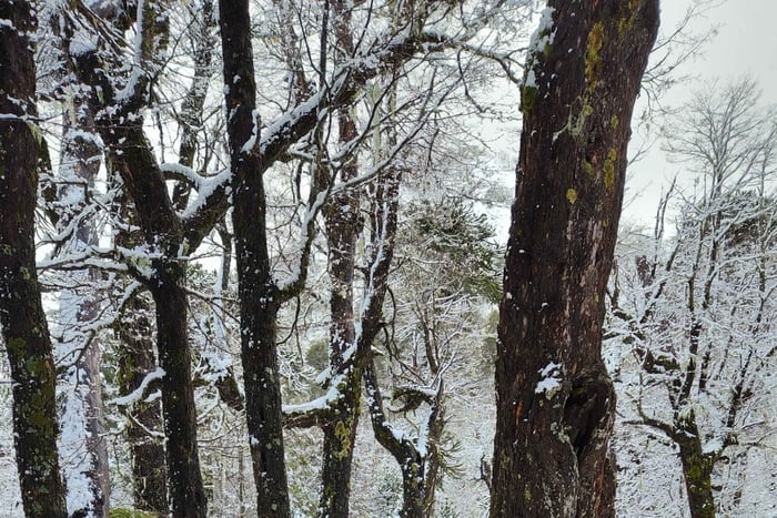 Snowshoeing at the Villarrica Volcano base & Waterfall