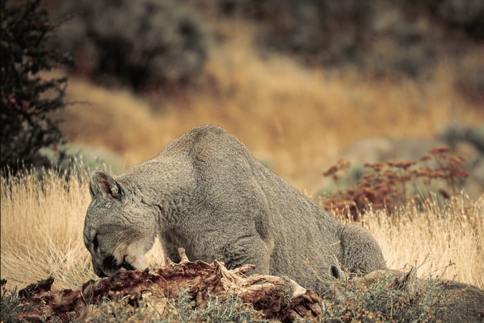 Torres del Paine National Park Full Day Photo Safari Tour