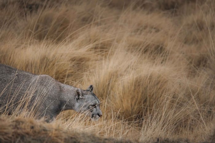 Torres del Paine: Puma Tracking Tour with Certified Guide