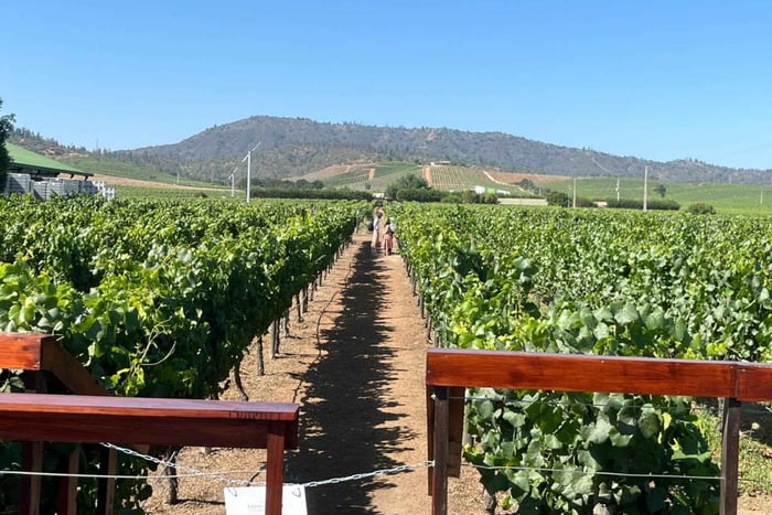 Da Valparaíso a Casablanca: tour del vino con degustazione e trasporto