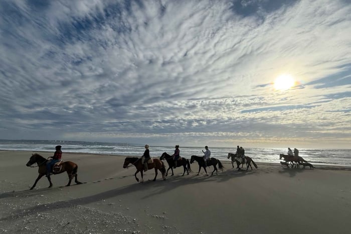 Vineyard, Alpacas, Valparaiso, Horse Riding, Sea Lions, BBQ…