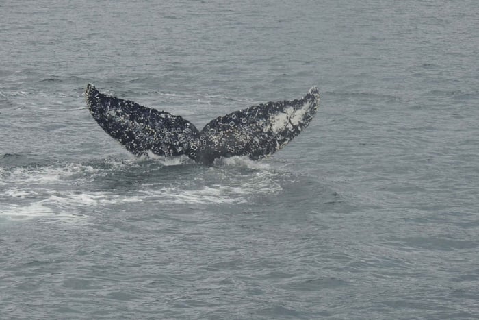 Whales, Penguins & Glaciers Navigation From Punta Arenas