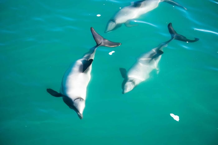 crucero para ver delfines en Akaroa y tour por el patrimonio francés