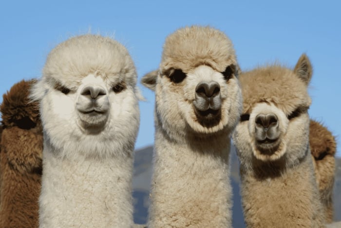 Canterbury: Rundtur på Shamarra Alpacas Farm