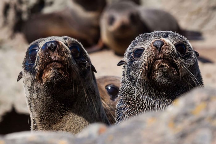 Christchurch: Kaikoura Whale Watching Day Tour