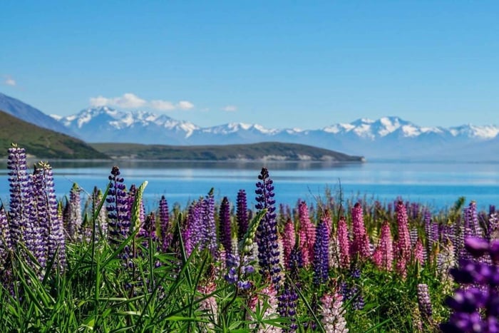 Christchurch: para Mount Cook via Lake Tekapo - Excursão de ida e volta
