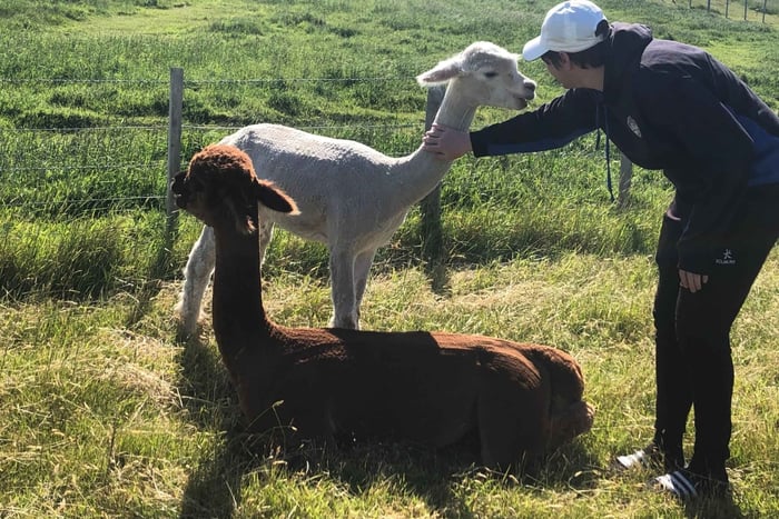 Desde tour por Akaroa y una granja de alpacas con almuerzo