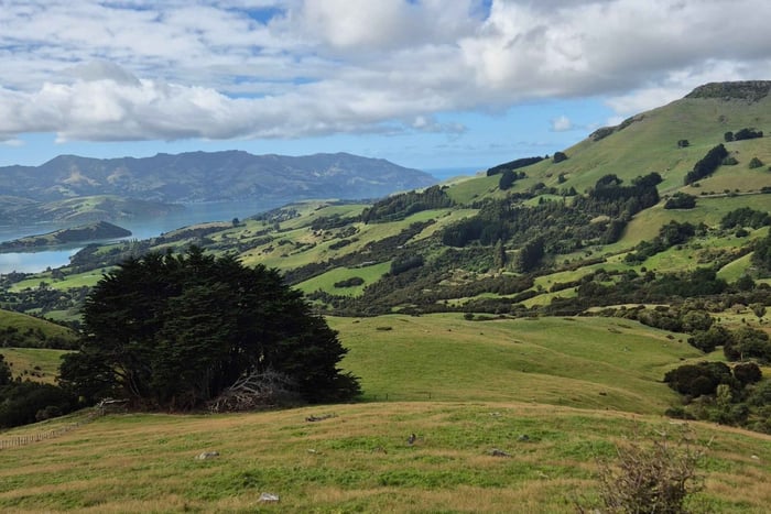 Desde tour privado por Akaroa y la península de Banks