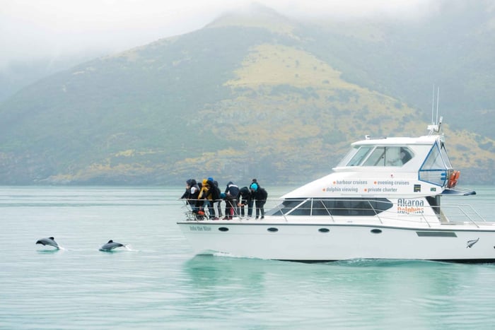 Från Dagsutflykt till Akaroa med Hectors delfiner