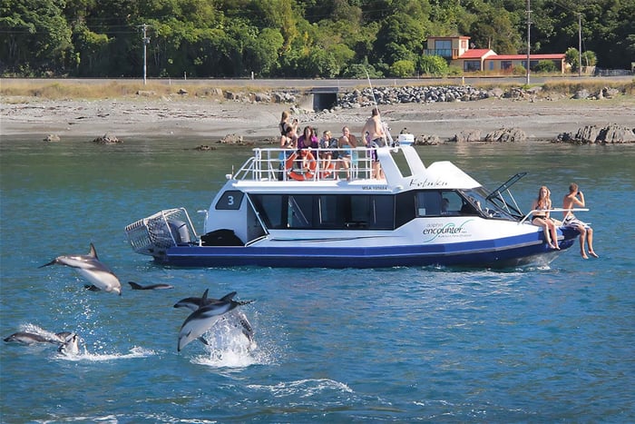 Desde tour de 1 día a Kaikōura con baño con delfines