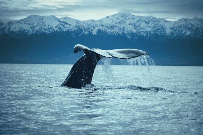 tour de 1 día de avistamiento de ballenas en Kaikoura