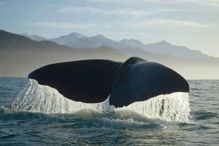 Recogida en paseo en barco de avistamiento de ballenas en Kaikoura