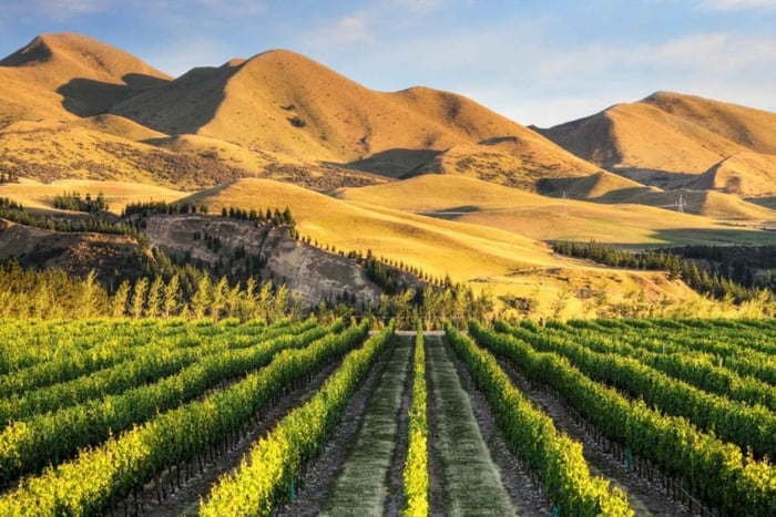 tour de vino en Waipara con catas y comida