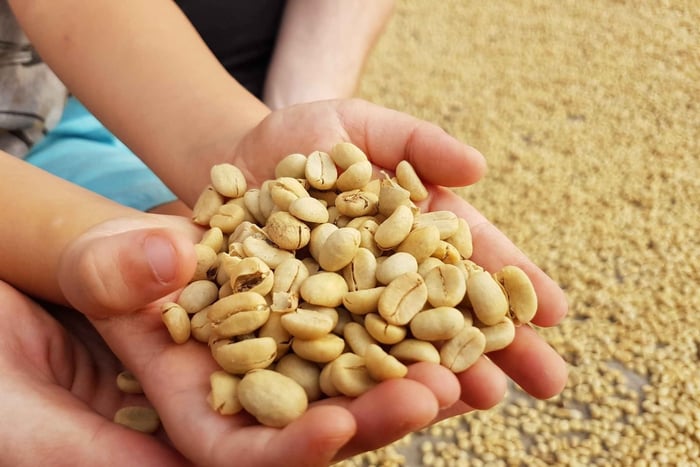 Armenia, Quindío: Sightseeing-Tour auf einer traditionellen Kaffeefarm, Lebensmittelverkostung und Transport