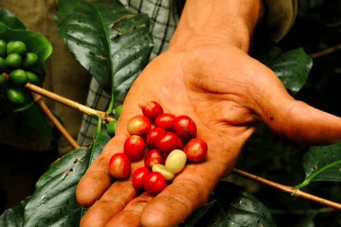 Bogotá: Colombiaanse koffietour met boerderij en dagelijkse vertrek