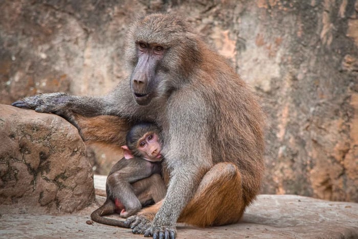 Billet d'accès au zoo de Cali