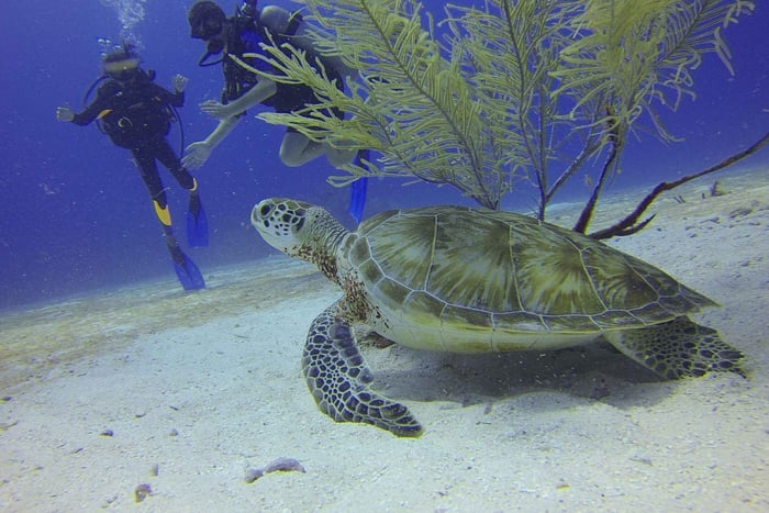 Cartagena: Scuba Diving Day Trip at Playa Blanca with Lunch