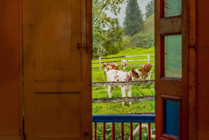 Cocora Valley: Dairy Farm Tour with Yogurt Workshop