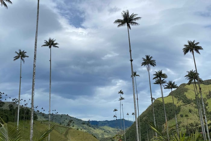 Cocora Valley: Secret View Trek