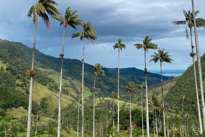 Valle de Cocora: Gemeinsamer Ausritt „Ruta del Arriero“ Mittagessen - Transfer