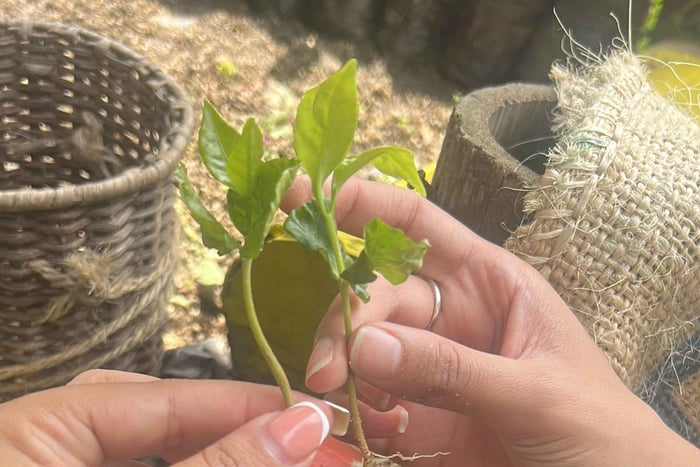 Coffee in the Clouds: From the Plantation to Your Cup with a Local Coffee Farmer