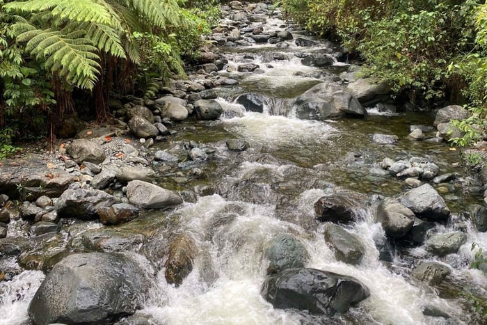 Farallones de Cali: Half a day Pance Hike and River