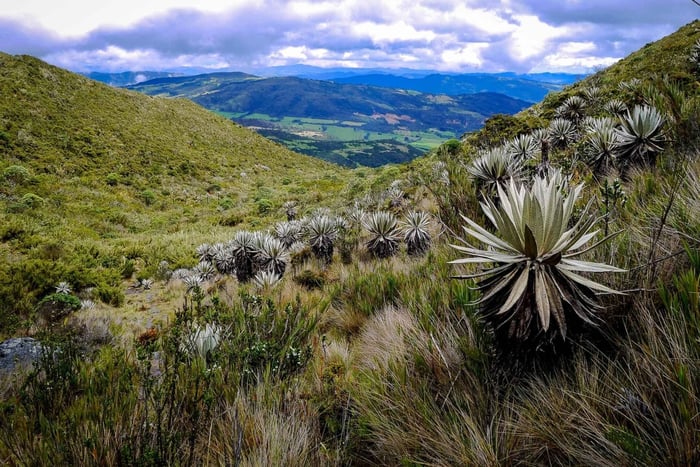 From Bogotá: Chingaza National Park Eco Tour