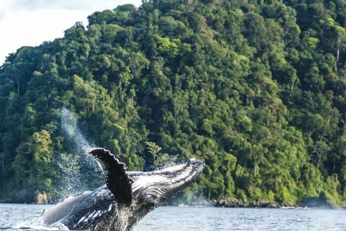 De Cali: passeio de observação de baleias na costa do Pacífico