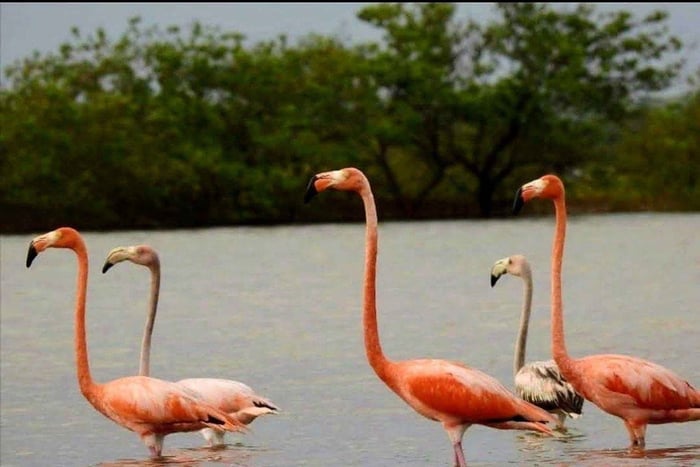 Desde Riohacha: tour en barco para avistar flamencos rosas