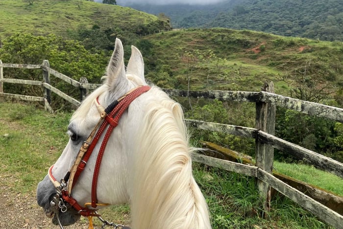 Horseback riding: Explore Medellín's Nearby Countryside