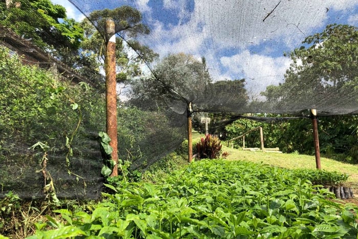 Medellín : visite d'une plantation de café à Santa Bárbara, Antioquia (groupe)