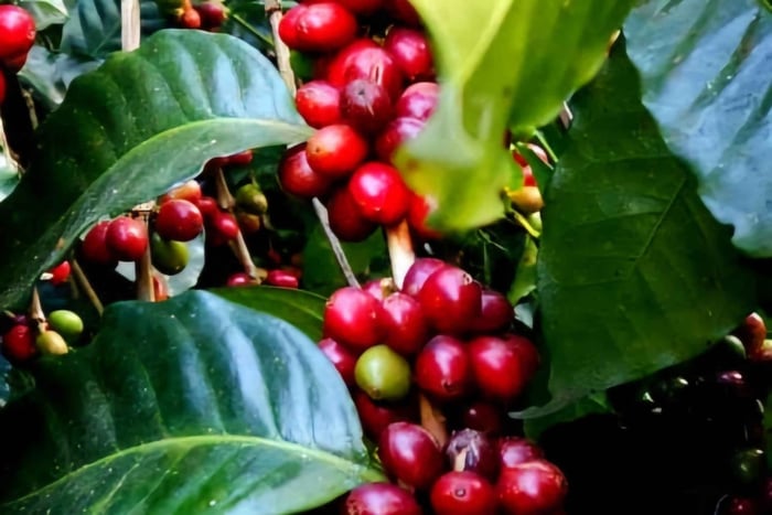 Minca Öko-Wanderung: Wasserfall, Kaffeefarm & Schokoladen-Workshop
