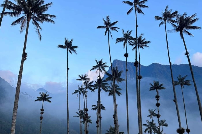 Passeio privado pelo Vale de Cocora e uma fazenda de café
